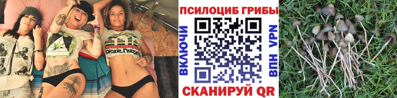 где можно купить   Лаишево  Галлюциногенные грибы Psilocybine cubensis 